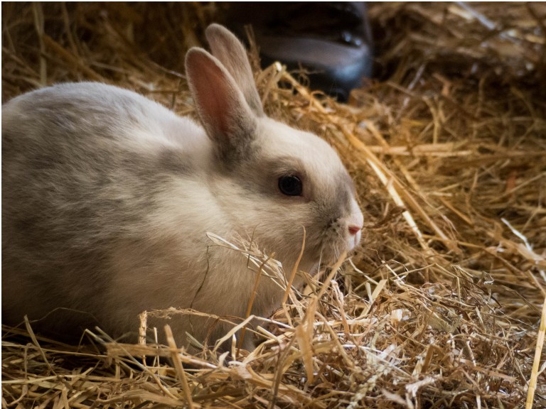 Ferme d'animations