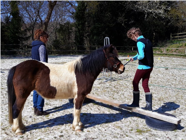 Médiation équine et thérapie avec le cheval